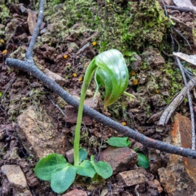 Pterostylis nutans (Nodding Greenhood) at Burrinjuck, NSW - 11 Aug 2021 by Philip