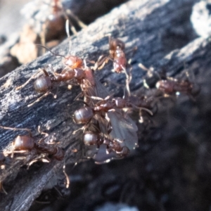 Papyrius nitidus at Symonston, ACT - suppressed