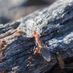 Papyrius nitidus at Symonston, ACT - suppressed