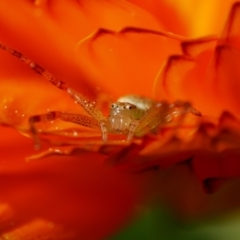 Thomisidae (family) (Unidentified Crab spider or Flower spider) at Pearce, ACT - 2 Sep 2021 by Shell