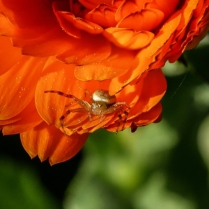 Thomisidae (family) at Pearce, ACT - 2 Sep 2021