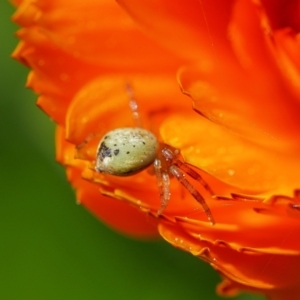 Thomisidae (family) at Pearce, ACT - 2 Sep 2021