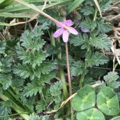 Erodium cicutarium at Hughes, ACT - 28 Aug 2021