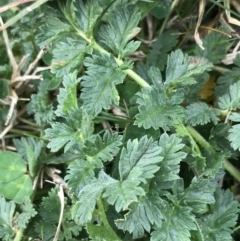 Erodium cicutarium at Hughes, ACT - 28 Aug 2021 01:27 PM