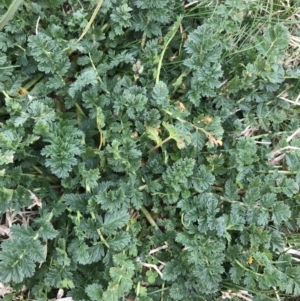 Erodium cicutarium at Hughes, ACT - 28 Aug 2021