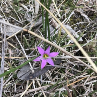 Romulea rosea var. australis (Onion Grass) at Deakin, ACT - 28 Aug 2021 by Tapirlord