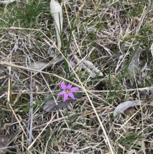 Romulea rosea var. australis at Deakin, ACT - 28 Aug 2021 01:20 PM