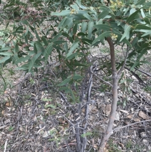 Eucalyptus viminalis at Deakin, ACT - 28 Aug 2021 12:59 PM