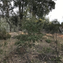 Eucalyptus viminalis at Deakin, ACT - 28 Aug 2021 12:59 PM