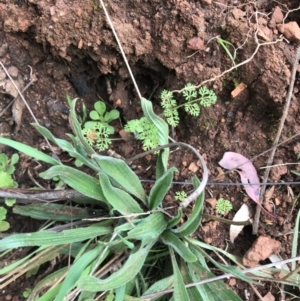 Daucus glochidiatus at Deakin, ACT - 28 Aug 2021