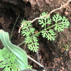 Daucus glochidiatus at Deakin, ACT - 28 Aug 2021