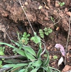 Daucus glochidiatus at Deakin, ACT - 28 Aug 2021