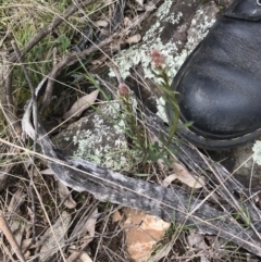 Stackhousia monogyna at Deakin, ACT - 28 Aug 2021