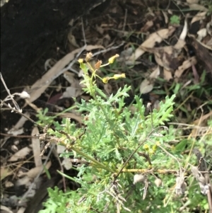 Senecio bathurstianus at Red Hill, ACT - 28 Aug 2021