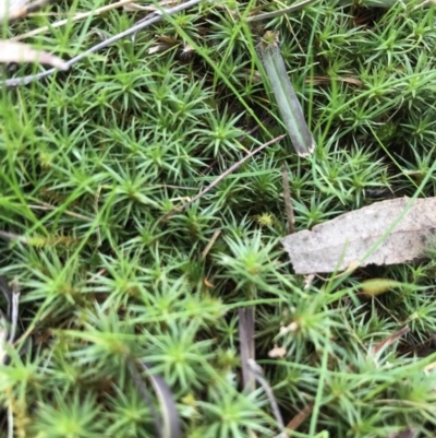 Polytrichaceae sp. (family) (A moss) at Federal Golf Course - 28 Aug 2021 by Tapirlord