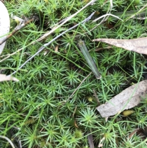 Polytrichaceae sp. (family) at Hughes, ACT - 28 Aug 2021