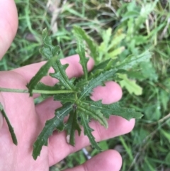 Senecio hispidulus (Hill Fireweed) at Federal Golf Course - 28 Aug 2021 by Tapirlord