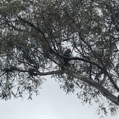 Callocephalon fimbriatum (Gang-gang Cockatoo) at Hughes, ACT - 28 Aug 2021 by Tapirlord