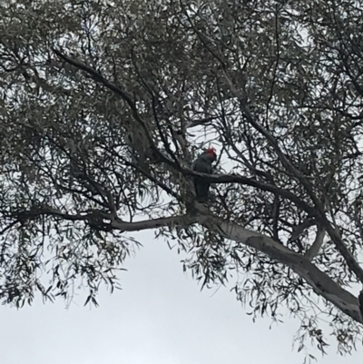 Callocephalon fimbriatum (Gang-gang Cockatoo) at Hughes, ACT - 28 Aug 2021 by Tapirlord