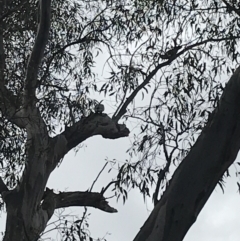 Callocephalon fimbriatum at Hughes, ACT - suppressed