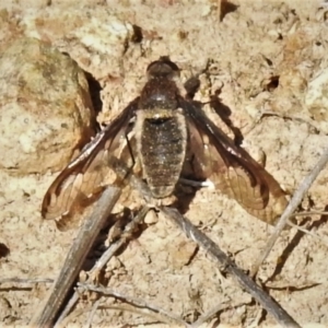 Aleucosia sp. (genus) at Tennent, ACT - 2 Sep 2021 11:57 AM