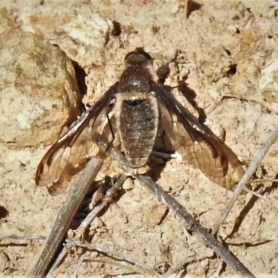 Aleucosia sp. (genus) (Bee Fly) at Tennent, ACT - 2 Sep 2021 by JohnBundock