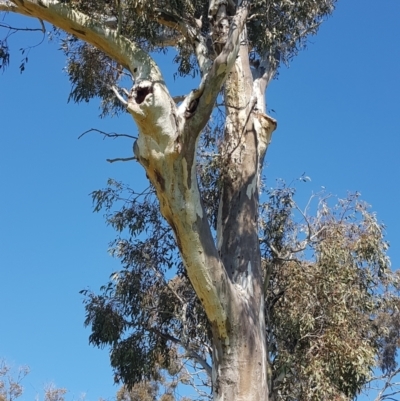 Callocephalon fimbriatum (Gang-gang Cockatoo) at Kambah, ACT - 2 Sep 2021 by Meis