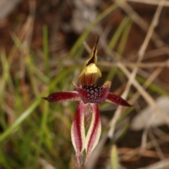 Caladenia actensis (Canberra Spider Orchid) by DerekC