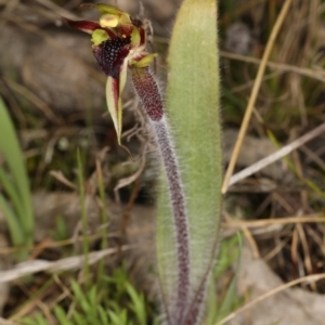 Caladenia actensis at suppressed - 1 Sep 2021