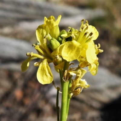 Hirschfeldia incana (Buchan Weed) at Tennent, ACT - 2 Sep 2021 by JohnBundock