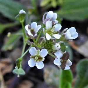 Capsella bursa-pastoris at Tennent, ACT - 2 Sep 2021