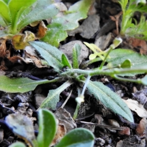 Capsella bursa-pastoris at Tennent, ACT - 2 Sep 2021