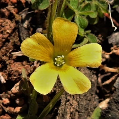 Oxalis sp. (Wood Sorrel) at Tennent, ACT - 2 Sep 2021 by JohnBundock