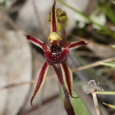 Caladenia actensis (Canberra Spider Orchid) at Majura, ACT - 1 Sep 2021 by DerekC