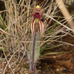 Caladenia actensis at suppressed - suppressed