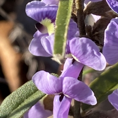 Hovea heterophylla (Common Hovea) at Aranda, ACT - 22 Aug 2021 by Jubeyjubes