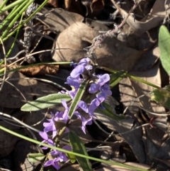 Hovea heterophylla at Aranda, ACT - 22 Aug 2021