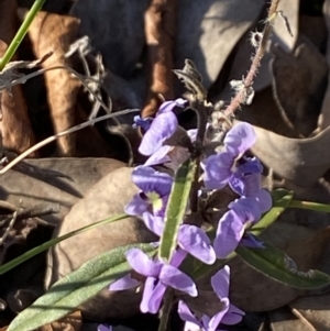 Hovea heterophylla at Aranda, ACT - 22 Aug 2021