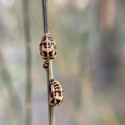 Harmonia conformis (Common Spotted Ladybird) at Jerrabomberra, NSW - 1 Sep 2021 by cherylhodges