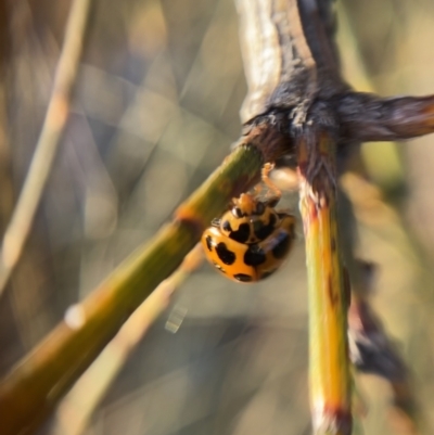 Harmonia conformis (Common Spotted Ladybird) at Jerrabomberra, NSW - 1 Sep 2021 by cherylhodges