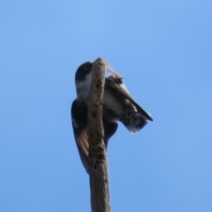 Daphoenositta chrysoptera (Varied Sittella) at Holt, ACT - 28 Aug 2021 by Christine