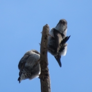 Daphoenositta chrysoptera at Holt, ACT - 28 Aug 2021