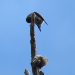 Daphoenositta chrysoptera at Holt, ACT - 28 Aug 2021