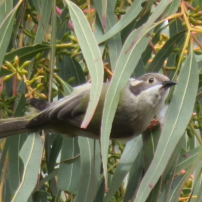 Melithreptus brevirostris (Brown-headed Honeyeater) at Holt, ACT - 28 Aug 2021 by Christine