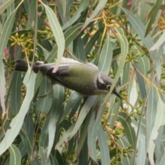 Melithreptus brevirostris at Holt, ACT - 28 Aug 2021