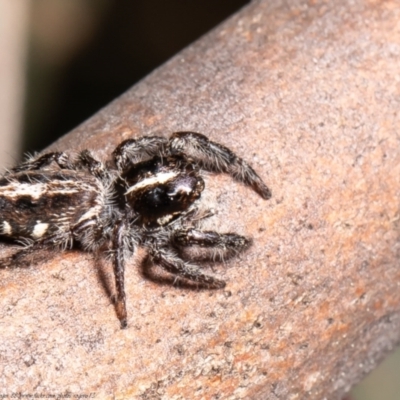 Sandalodes scopifer (White-spotted Sandalodes) at Holt, ACT - 2 Sep 2021 by Roger