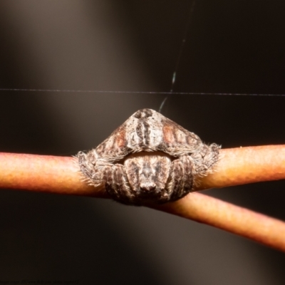 Dolophones sp. (genus) (Wrap-around spider) at Woodstock Nature Reserve - 2 Sep 2021 by Roger