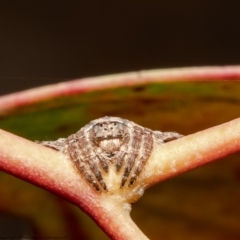 Dolophones sp. (genus) at Holt, ACT - 2 Sep 2021 02:48 PM