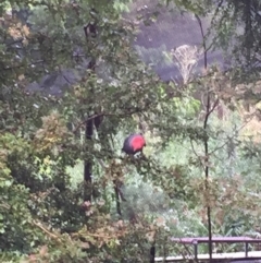 Callocephalon fimbriatum (Gang-gang Cockatoo) at Yackandandah, VIC - 2 Jan 2016 by Darcy