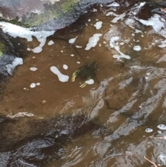 Euastacus armatus (Murray River Crayfish) at Yackandandah, VIC - 2 Jan 2016 by Darcy